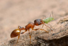 Фото - Найден паразит, который дарит насекомым «вечную молодость»