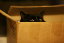 Фото - Почему кошки любят сидеть в коробках?