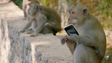 Фото - Почему обезьяны воруют смартфоны туристов и совершают другие преступления?