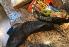 Фото - Подросток, забывший опустошить свою коробку для завтраков, ужаснул всю семью