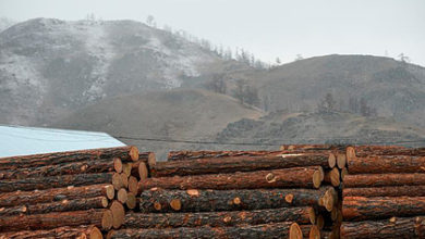 Фото - Россия ограничит экспорт дерева