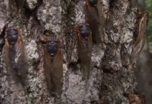 Фото - Шумные цикады стали причиной обращений в службу спасения