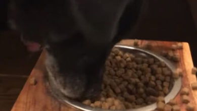 Фото - Странная собака предпочитает есть только «плоскую» еду