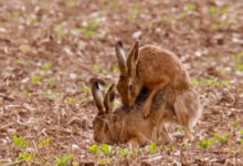 Фото - Телеведущие показали спаривание зайцев в эфире и удивили зрителей