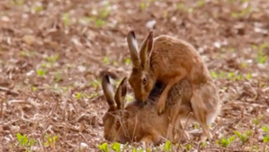 Фото - Телеведущие показали спаривание зайцев в эфире и удивили зрителей