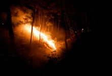Фото - Ученые установили сроки начала лесных пожаров на Земле