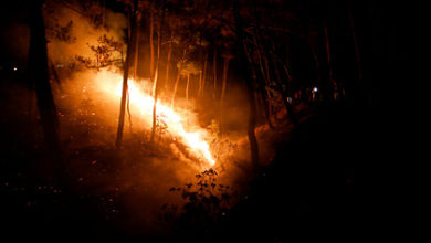 Фото - Ученые установили сроки начала лесных пожаров на Земле
