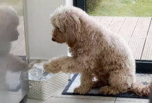 Фото - Воспитанный пёс не войдёт в дом, пока ему не вытрут лапки