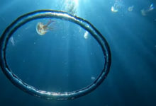 Фото - Воздушное кольцо стало для медуз захватывающим аттракционом