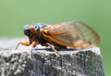 Фото - Аллергики узнали, что им нельзя употреблять в пищу цикад