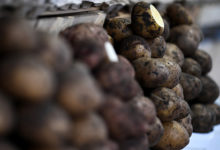 Фото - Белоруссию попросят помочь России с картофелем