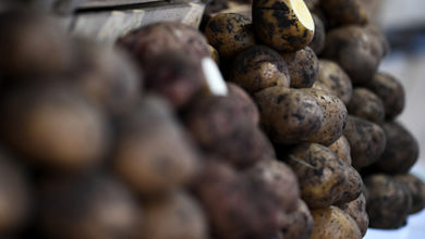 Фото - Белоруссию попросят помочь России с картофелем