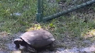 Фото - Черепаха точно знает, где трава всегда зеленее