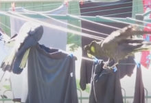 Фото - Чистую одежду пришлось заново стирать из-за хулиганистых попугаев