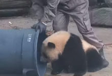 Фото - Чтобы панда не мешала наводить порядок, её отвлекли игрушками