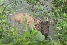 Фото - Деревенские собаки загнали оленя в воду, и он чуть не погиб