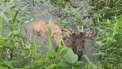 Фото - Деревенские собаки загнали оленя в воду, и он чуть не погиб