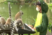 Фото - Девочка даёт фортепианные концерты животным в зоопарке