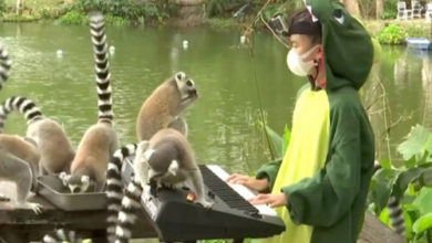 Фото - Девочка даёт фортепианные концерты животным в зоопарке
