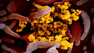 Фото - Эпидемия коронавируса поразила человечество более 20 тысяч лет назад