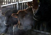 Фото - Европу пристыдили за «грязный» скот
