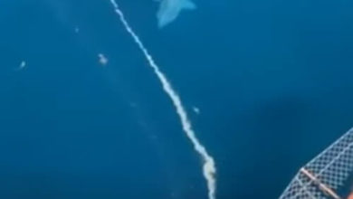 Фото - Гигантская акула заставила пассажиров корабля почувствовать себя маленькими