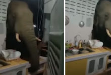 Фото - Голодный слон так хотел найти еду, что проломил кухонную стену