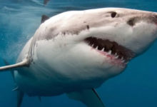 Фото - Из-за чего миллионы лет назад вымерло 90% живших на Земле акул?