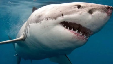 Фото - Из-за чего миллионы лет назад вымерло 90% живших на Земле акул?