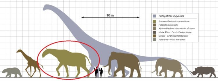 Какими были индрикотерии — одни из самых крупных млекопитающих в истории Земли?