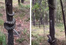 Фото - Ковровый питон показал, как он умеет покорять деревья