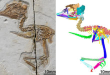 Фото - Крошечная птица оказалась ближайшей родственницей тираннозавра рекса