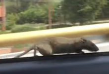 Фото - Крыса отчаянно пыталась пробраться в движущуюся машину