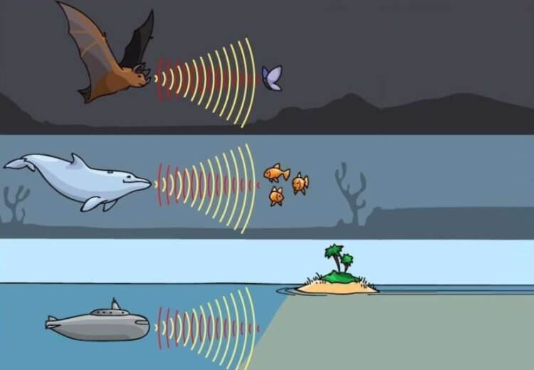 Люди способны видеть предметы при помощи эхолокации. Как этому научиться?