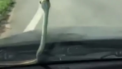 Фото - Маленькая змейка заползла на капот машины, но её не прокатили