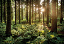 Фото - Миллионеру запретили портить лес «выдающейся красоты»