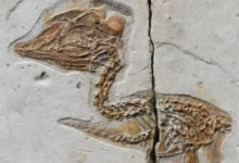 Фото - Найден скелет крошечной птицы с головой опасного динозавра
