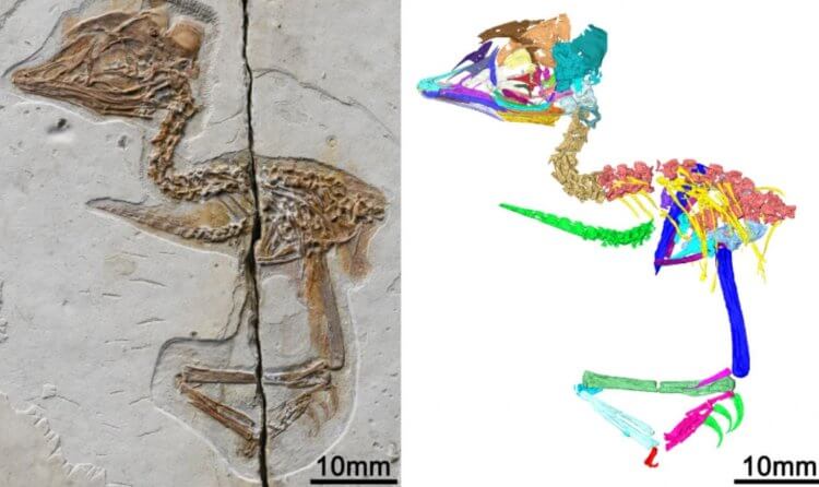 Найден скелет крошечной птицы с головой опасного динозавра