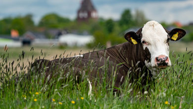 Фото - Назван способ спасти планету при помощи коровьих намордников