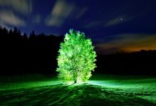 Фото - Почему деревья быстрее растут по ночам?