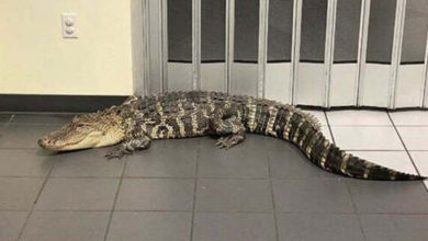 Фото - Придя на почту, посетитель повстречался с крупным аллигатором
