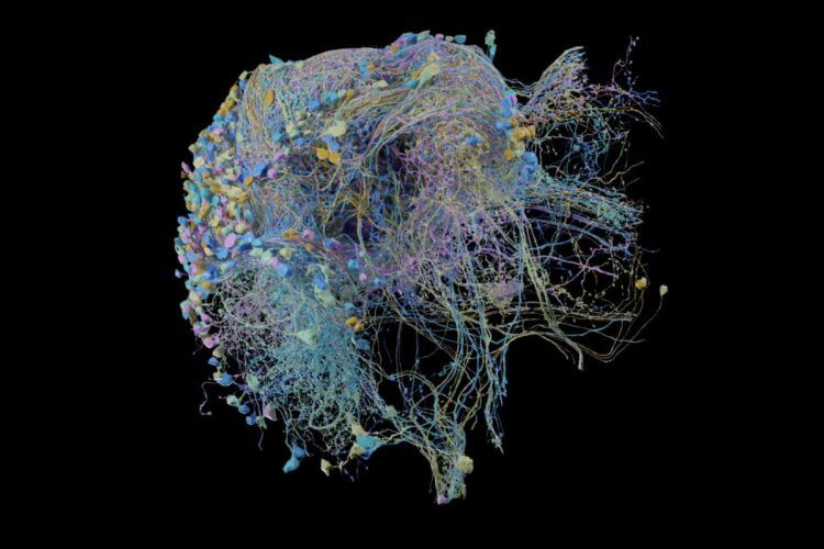 Составлена самая подробная 3D-карта части человеческого мозга