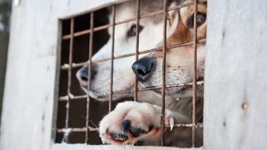 Фото - США запретят ввоз собак из России