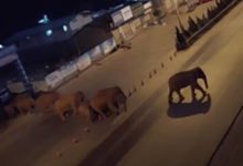 Фото - Стадо мигрирующих слонов прошлось по городу под покровом ночи