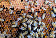 Фото - У пчел обнаружили способность клонировать себя
