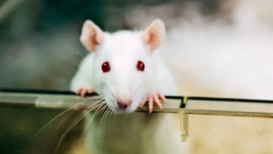 Фото - Ученые заставили самцов крыс забеременеть. Как такое возможно?