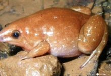 Фото - В Амазонии открыты три новых вида лягушек. Почему они называются «зомби»?