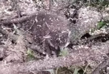 Фото - В поваленном дереве обнаружился целый выводок крошечных енотов