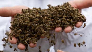Фото - В российском регионе погибли миллионы пчел