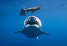 Фото - Акулы не нападают на людей, а просто «изучают» своими острыми зубами